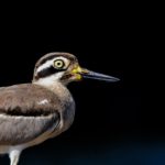 Great thick-knee