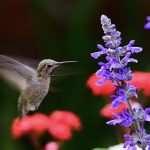 Anna's Hummingbird with wing turbulence at Sunnyvale, CA