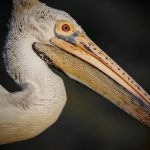 Spot-billed pelican