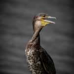 Greater Cormorant