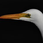 Great Egret at Byxbee Park Palo Alto California birdrunway