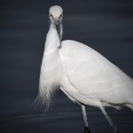 Snowy Egret Portrait