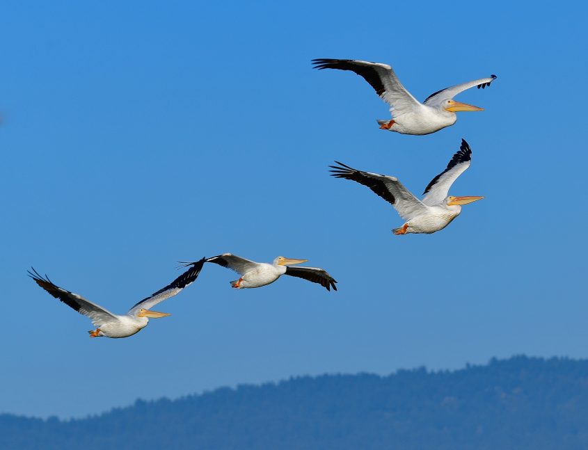 American White Pelicans at Byxbee Park Palo Alto California