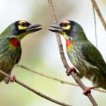 Coppersmith Barbets