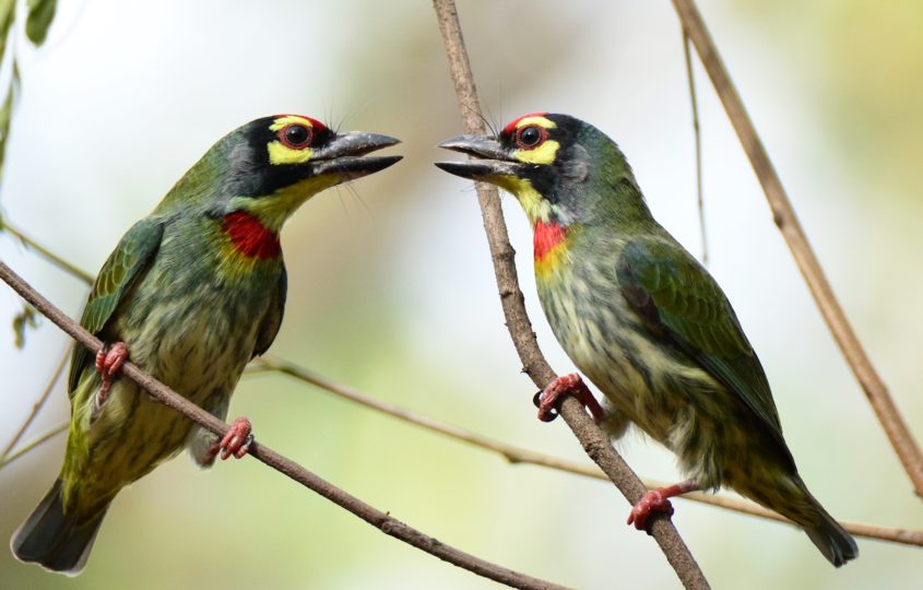 Coppersmith Barbets