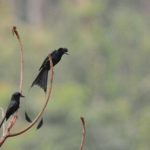 Greater Racket-tailed Drongos
