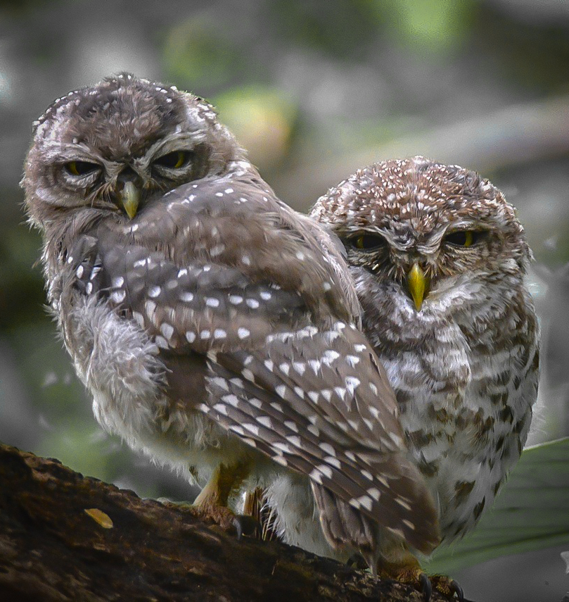 Pair of spotted owlets