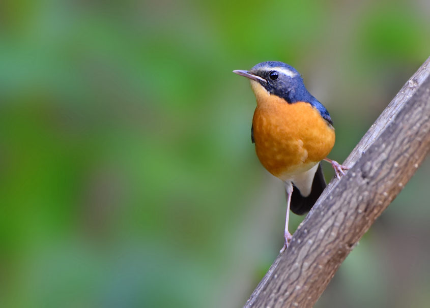 Indian Blue Robin, Male