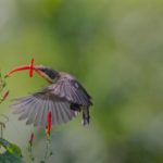 Purple sunbird female