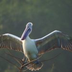spot-billed pelican