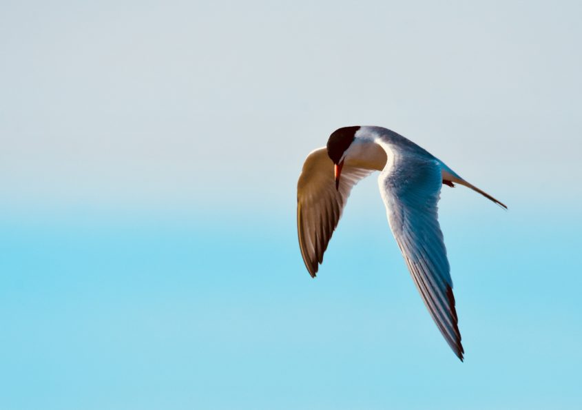 Foster's Tern