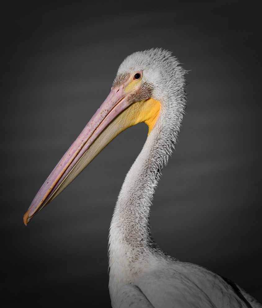 American White Pelican Portrait