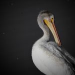 American White Pelican Portrait