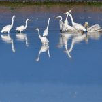 Great Egrets and American White Pelican at Byxbee Park, Palo Alto, CA