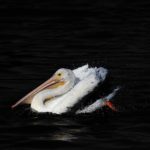 American White Pelican at Baylands Park, Palo Alto, CA
