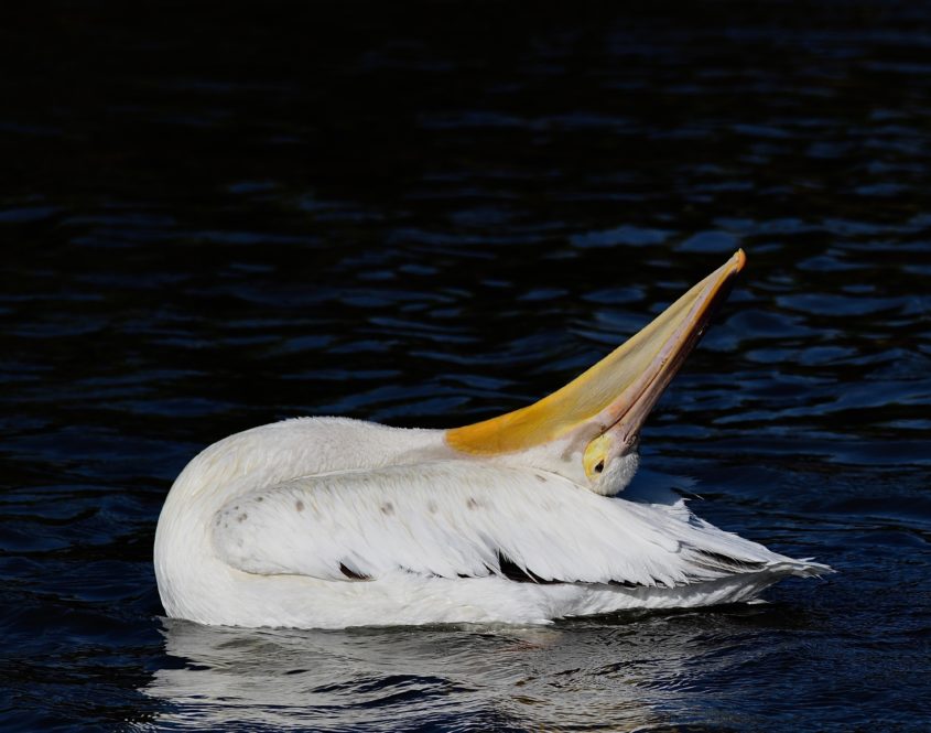 American White Pelican at Baylands Park, Palo Alto, CA