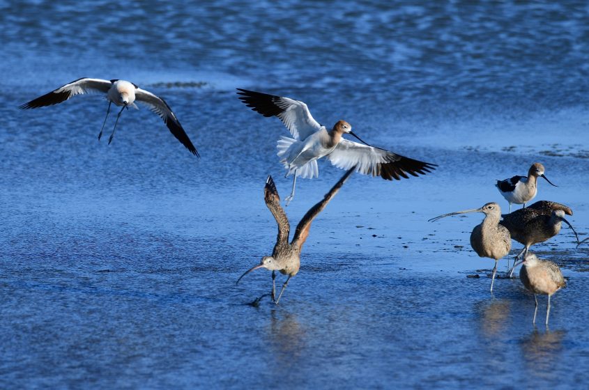 American Avocets and Long billed curlews at Baylands Park, Palo Alto, CA