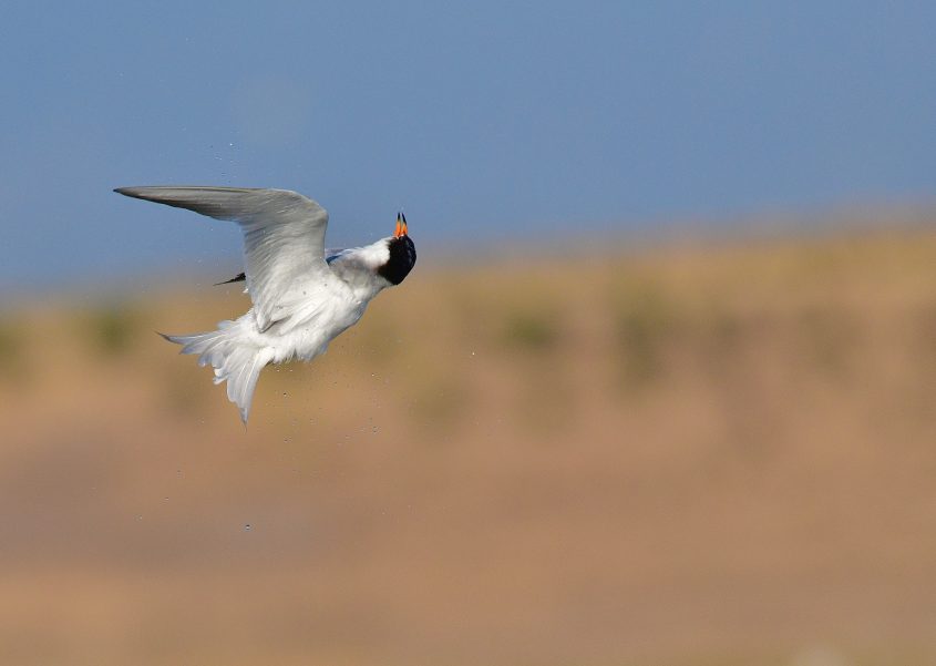 Forster's Tern at Byxbee Park, Palo Alto, CA