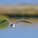 Forster's Tern at Byxbee Park, Palo Alto, CA