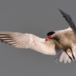 Caspian Tern with a fish catch at Byxbee Park, Palo Alto, CA
