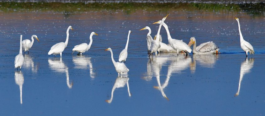Great Egrets on a beautiful morning at Byxbee park