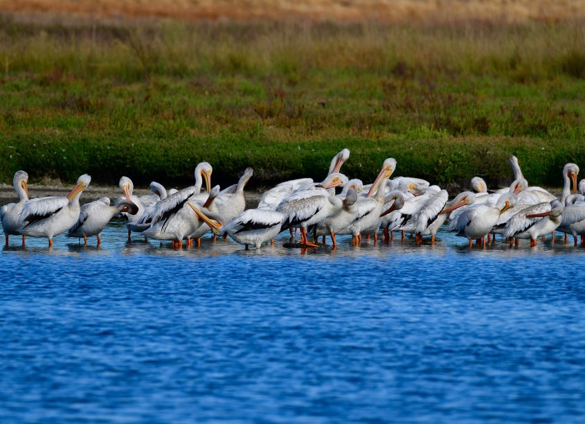 Flock of American White Pelicans at Byxbee Park