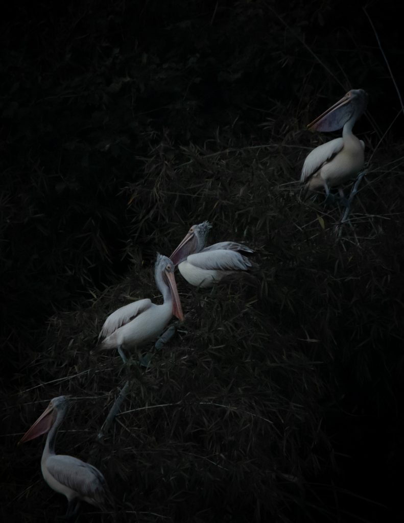 Flock of Pelican nesting after a long day