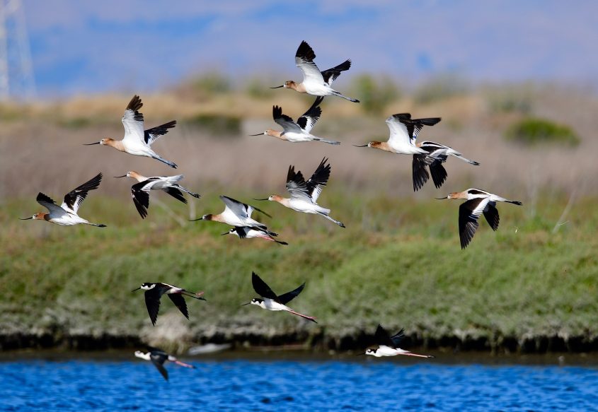 American Avocets at Byxbee Park