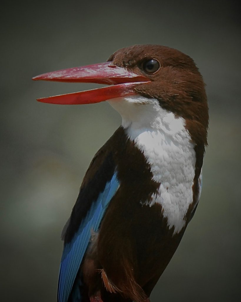 White-throated Kingfisher