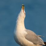 Ringed-billed gull, Shoreline Park, MountainView, CA
