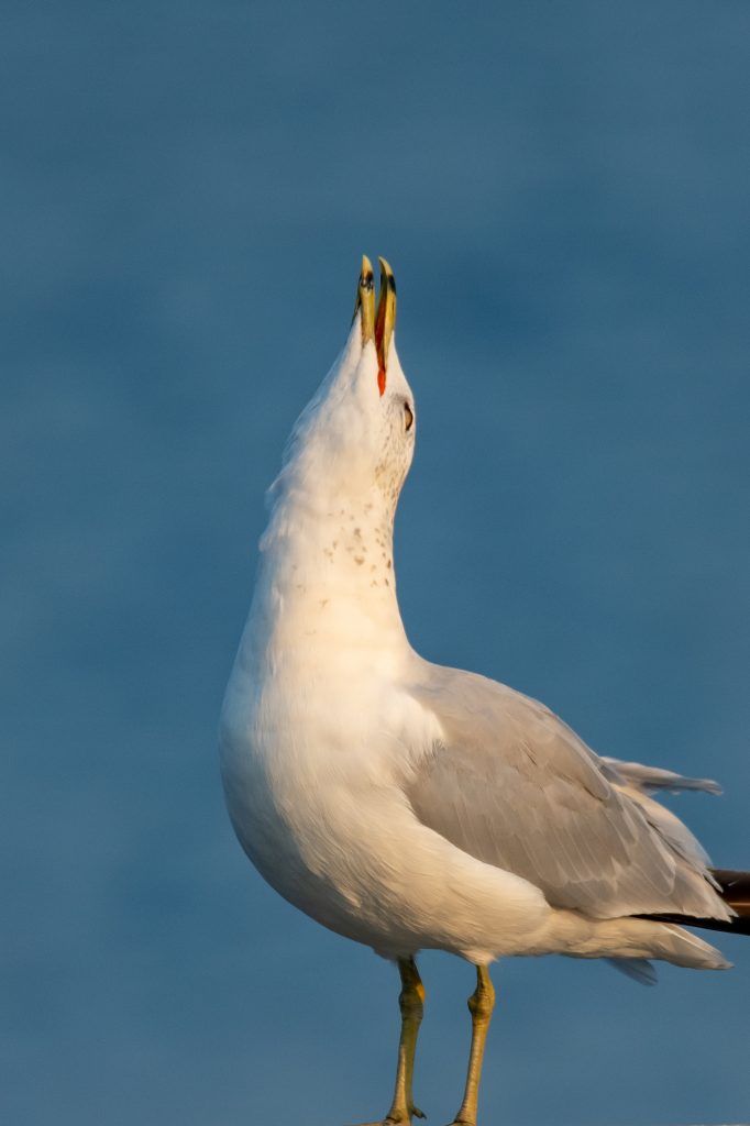 Ringed-billed gull, Shoreline Park, MountainView, CA