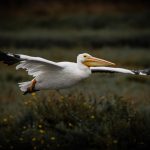 American White Pelican at Baylands Park, Palo Alto