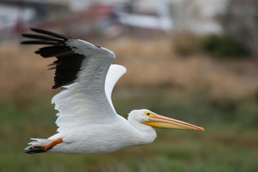 American White Pelican at Baylands Park, Palo Alto