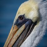 California Brown Pelican