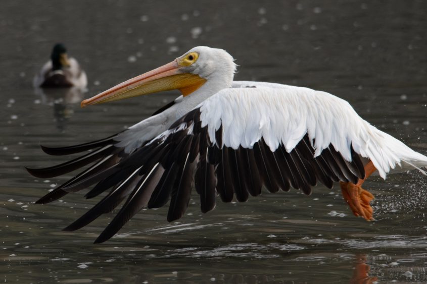 American White Pelican at Baylands Park Palo Alto