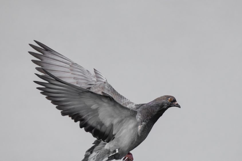 Rock Pigeon at Baylands Park, Palo Alto